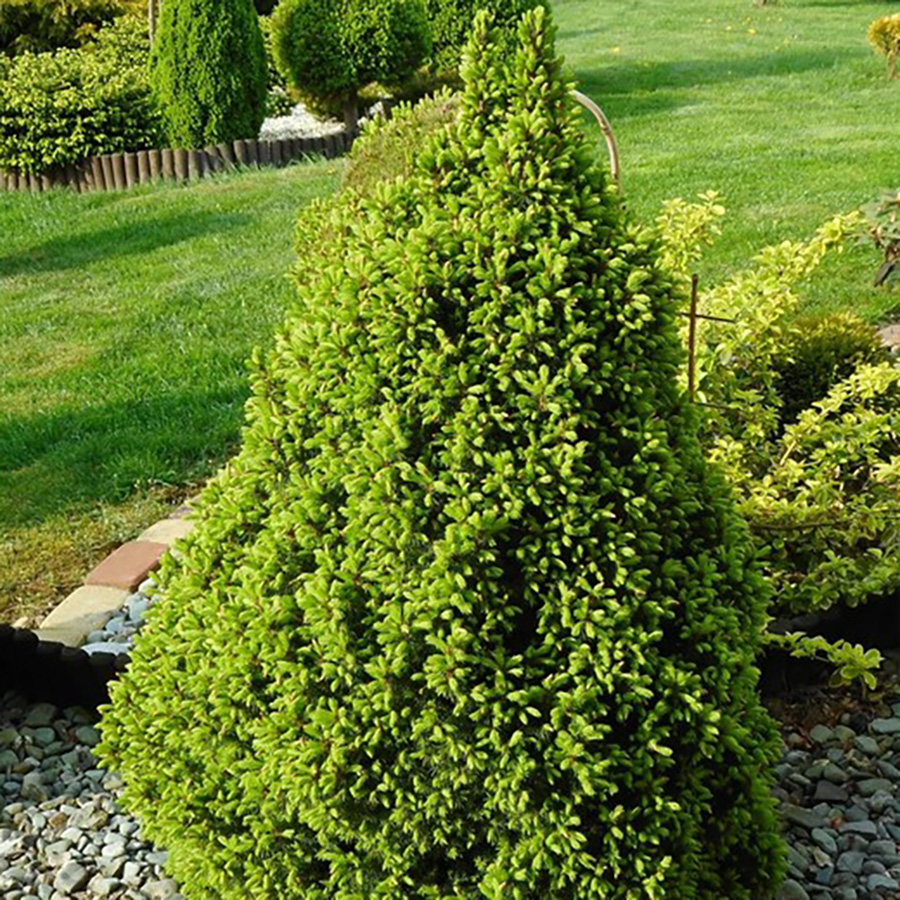 Ель канадская (сизая) (Picea glauca)“Conica”