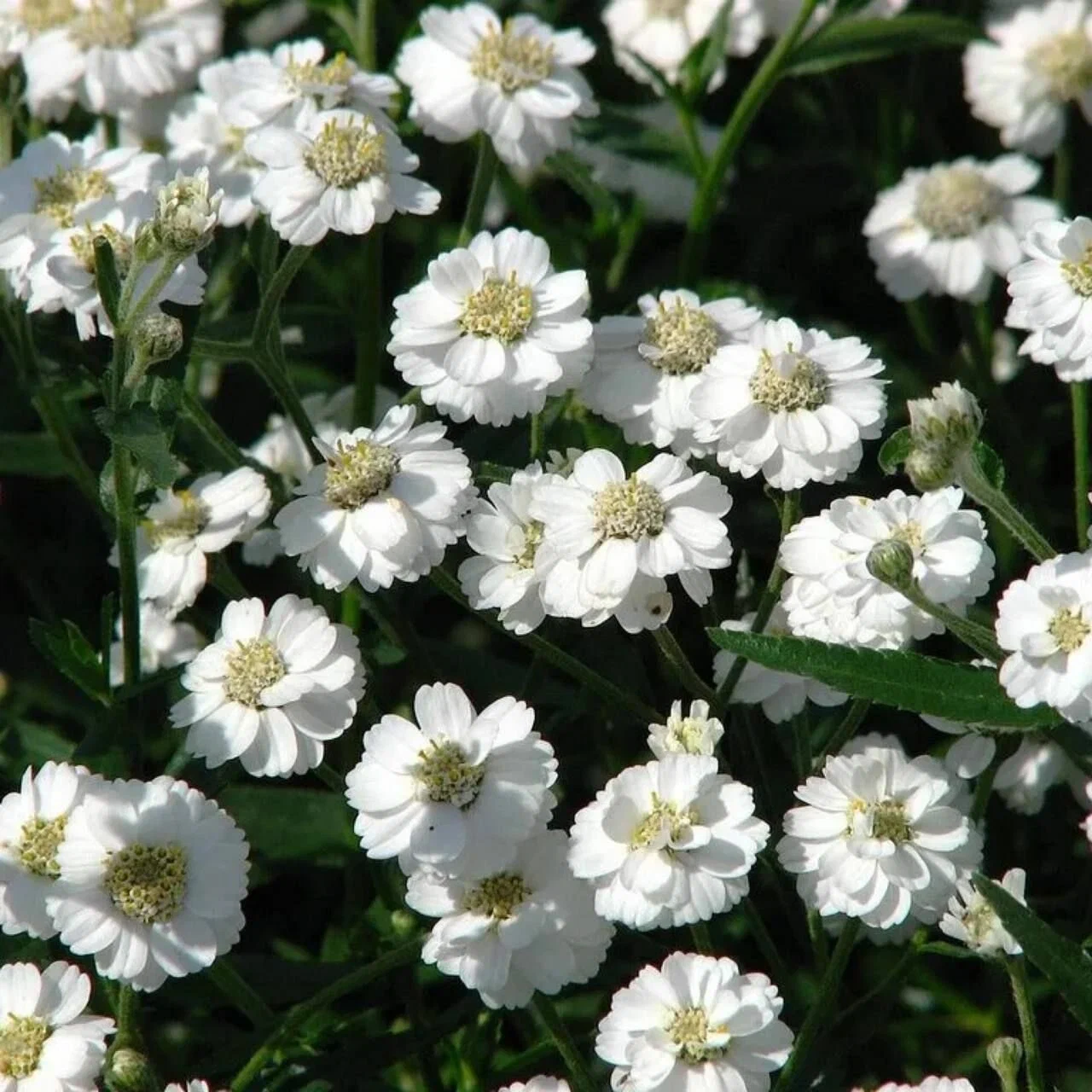 Тысячелистник птармика (Achillea ptarmica)