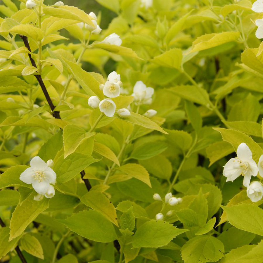 Чубушник венечный “Aureus”