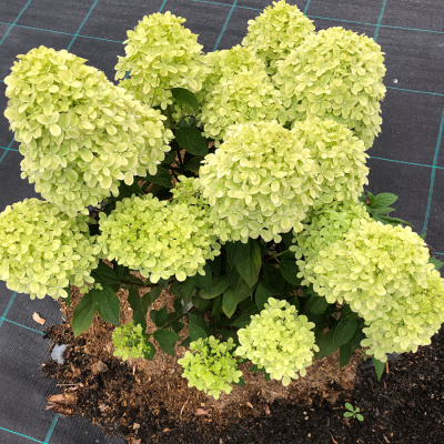 Гортензия метельчатая  «Little Passion»