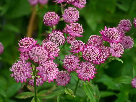 Астранция крупная (Astrantia major) «Rubra»