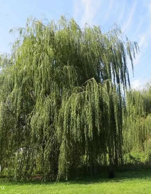 Ива (Salix) «Фантазия»