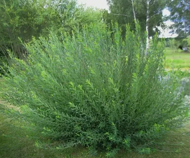 Ива гибридная "Маяк"