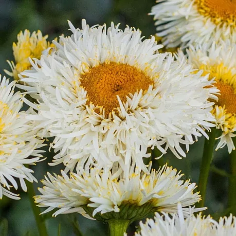 Нивянник гибридный (Leucanthemum) "Real Galaxy"