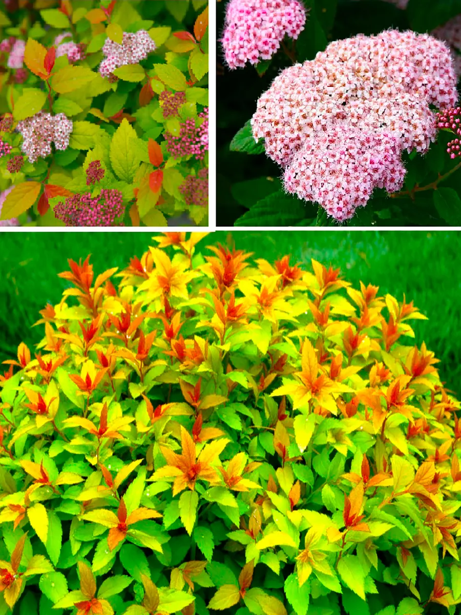 Спирея японская (Spiraea japonica) "Green Gold"