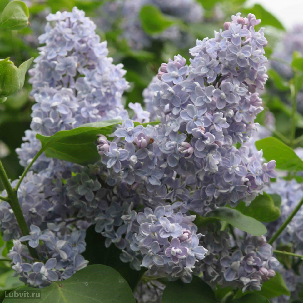 Сирень обыкновенная (Syringa vulgaris) "Кондорсе"