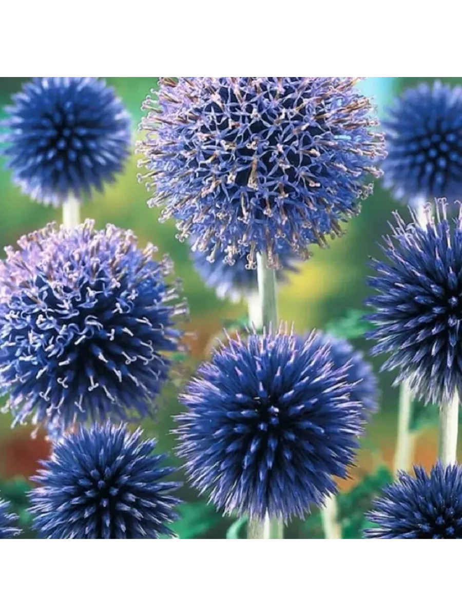 Мордовник обыкновенный (Echinops ritro)