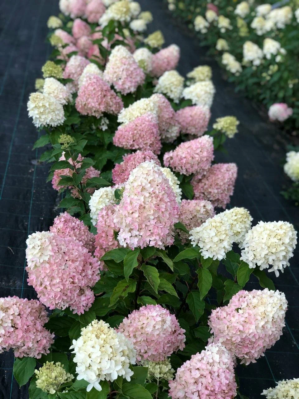 Гортензия метельчатая "Magical Sweet Summer"