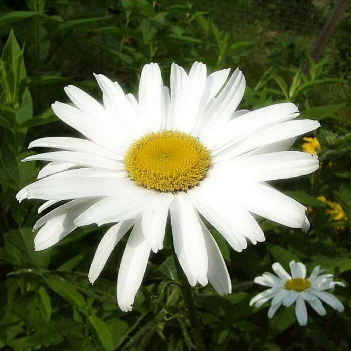 Нивяник (Leucanthemum) "Северная звезда"