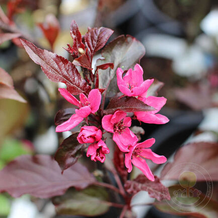 Яблоня декоративная «Nicoline»