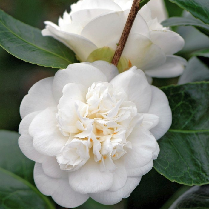 Камелия японская (Camellia)«Nobilissima»