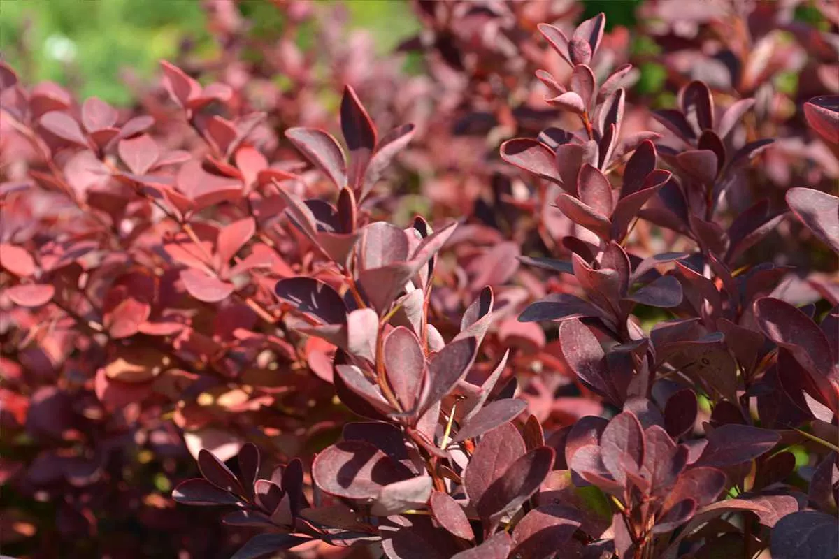 Барбарис Тунберга (Berberis thunbergii)  «Red Rocket»