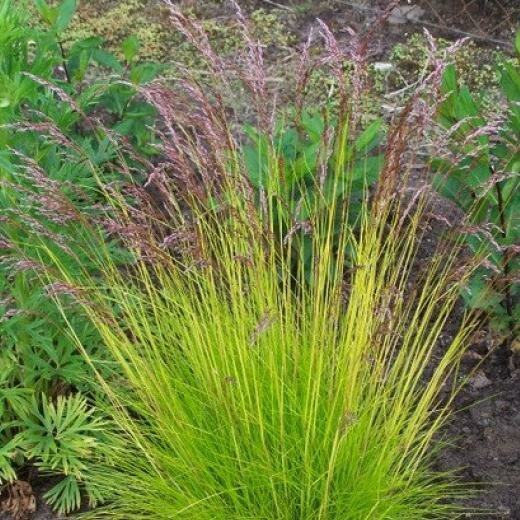 Щучка (Луговик) извилистая