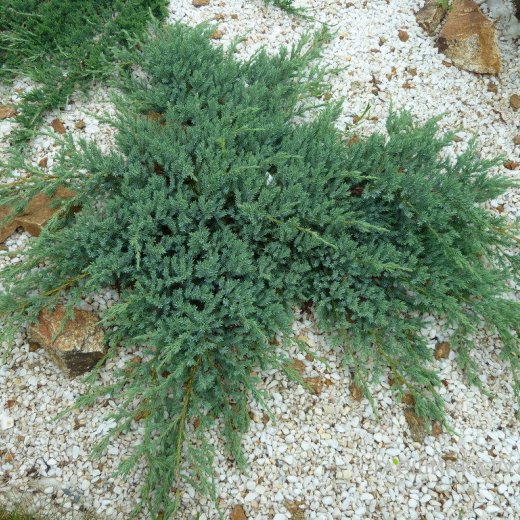 Можжевельник горизонтальный "Glacier"