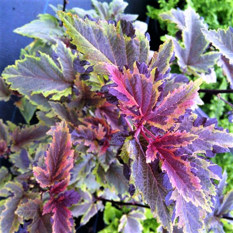 Пузыреплодник калинолистный (Physocarpus opulifolius) «Chameleon»