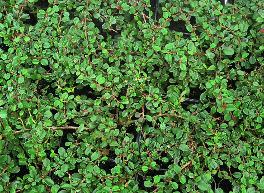 Кизильник горизонтальный "Boer"                                      (Cotoneaster horizontalis)