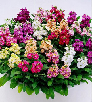 Маттиола mix