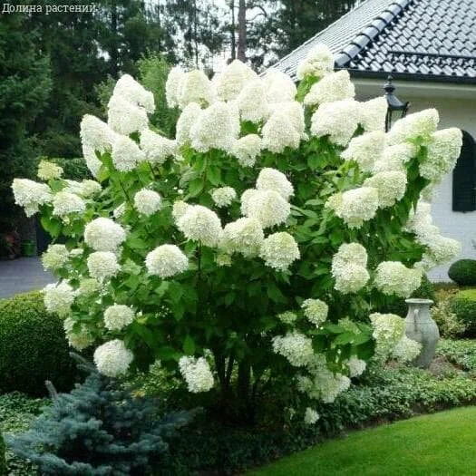 Гортензия метельчатая  "Polar Bear"