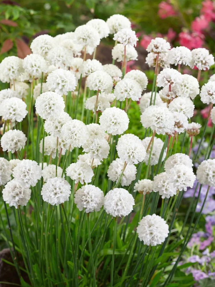 Армерия "Ballerina White"