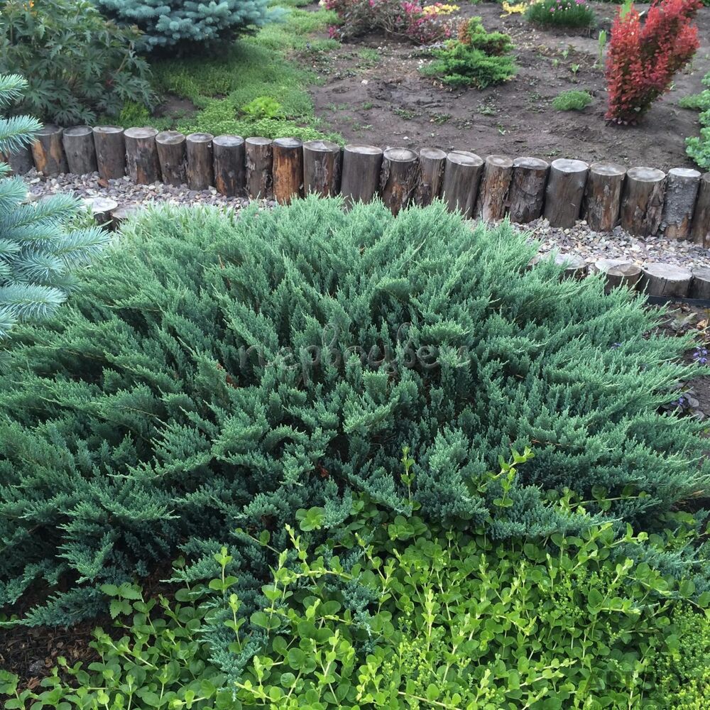 Можжевельник горизонтальный (Juniperus horizontalis) “Blue Chip”