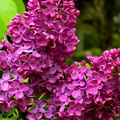 Сирень обыкновенная (Syringa vulgaris)                 «Радж Капур»