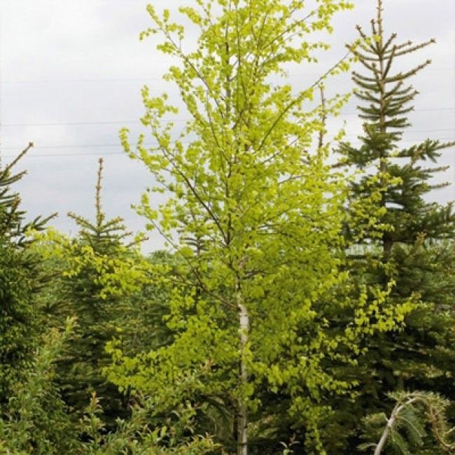 Береза повислая (Betula pendula)'Schneverdinger Goldbirke'