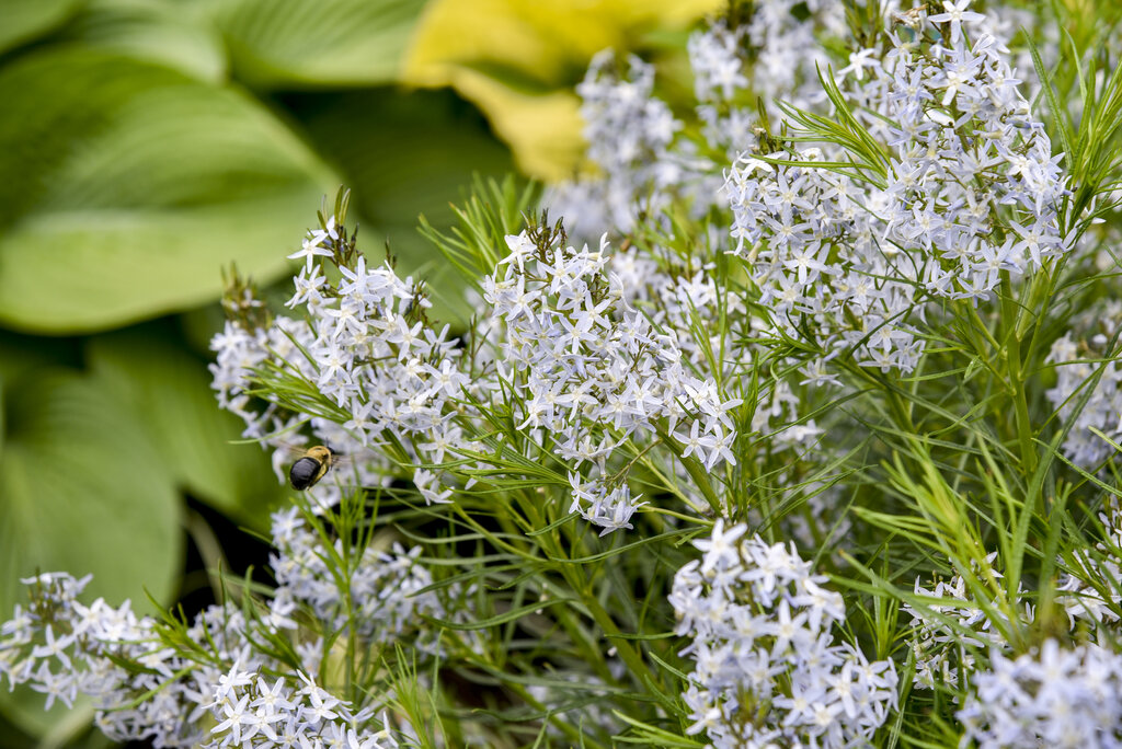 Амсония табернемонтана (Аnaphalis triplinervis) «String Theory»