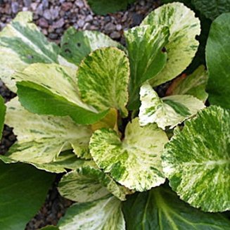 Бадан толстолистный (Bergénia crassifólia) «Galina Serova»