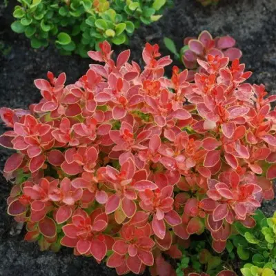 Барбарис Тунбергера (Berberis thunbergii) «Admiration»