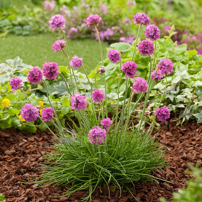 Армерия приморская "Rosea"