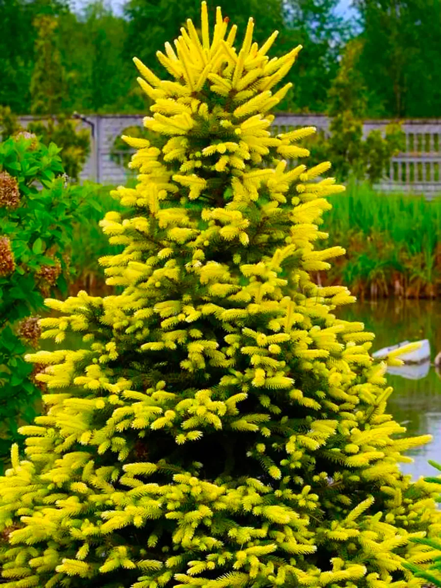 Ель колючая (Picea pungens) 'Maigold'