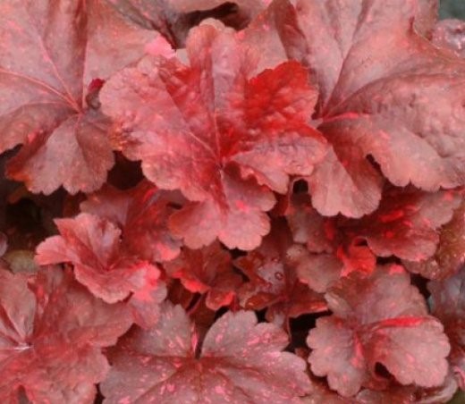 Гейхера (Heuchera) «Ginger Peach»