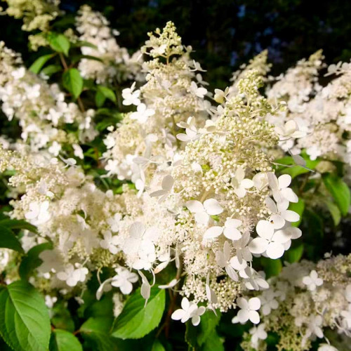 Гортензия метельчатая (Hydrangea paniculata) Brussels Lace