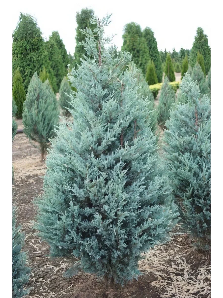 Можжевельник скальный (Juniperus scopulorum) «Moonglow»