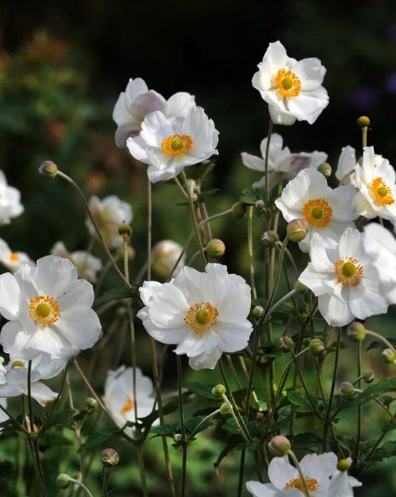 Анемона японская "Honorine Jobert"