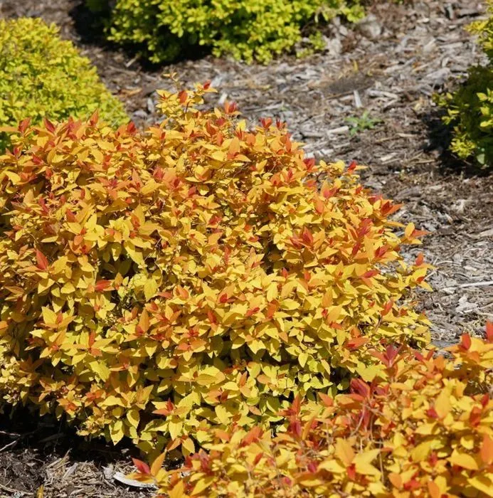 Спирея японская (Spiraea japonica) «Zen`Spirit Gold»