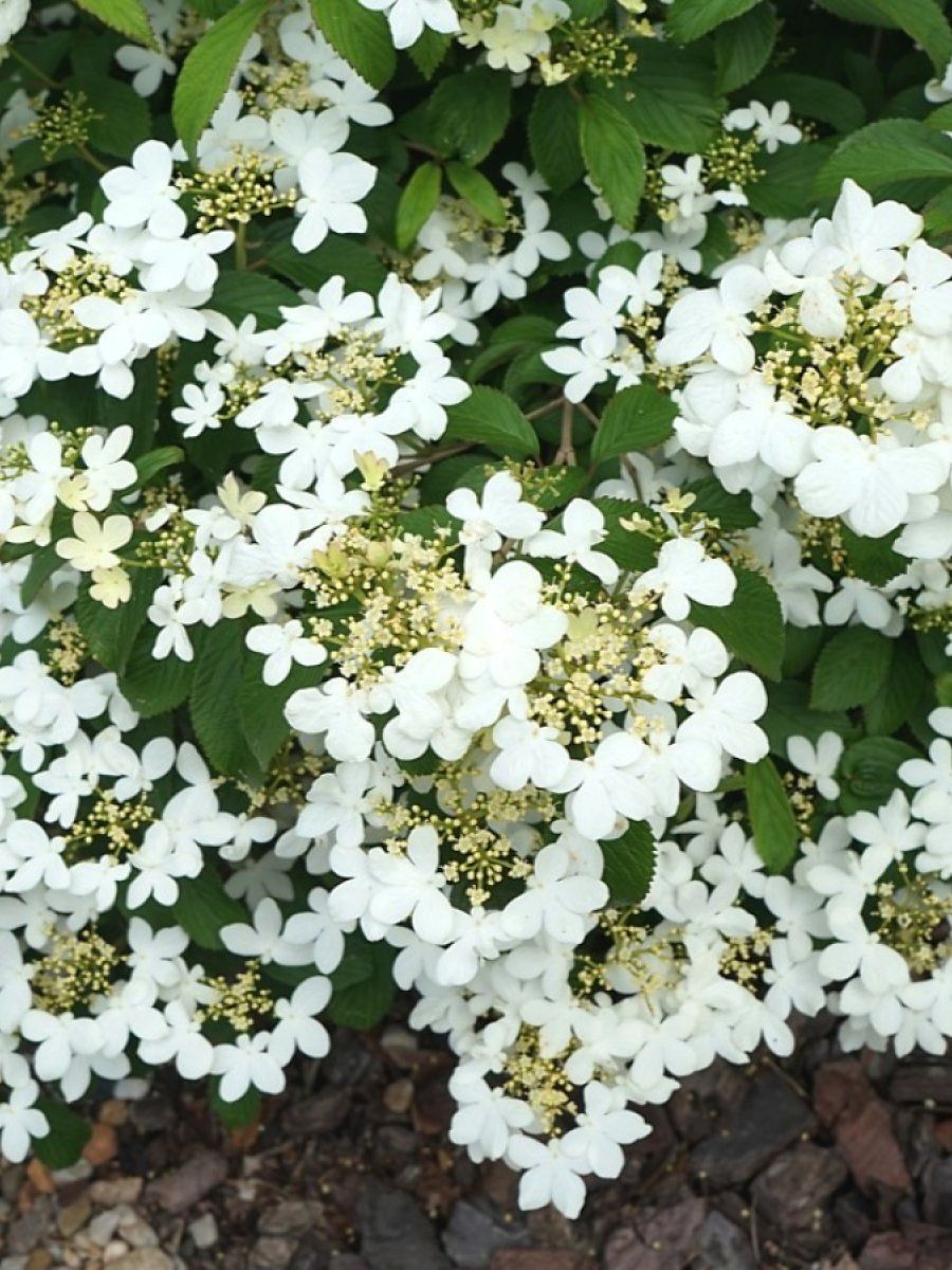 Калина складчатая "Kilimandjaro"