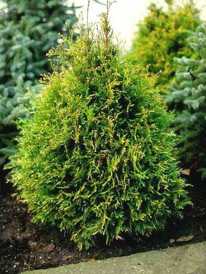 Туя западная (Thuja occidentalis)  “Starstruck”