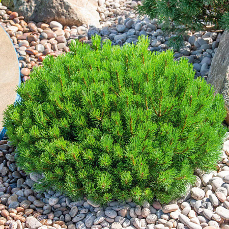 Сосна горная (Pinus mugo) "Pumilio "
