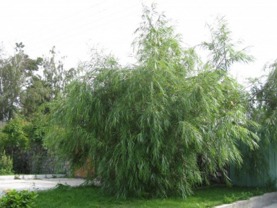 Ива ложнолинейная "Шверина Улучшенная" (ком)