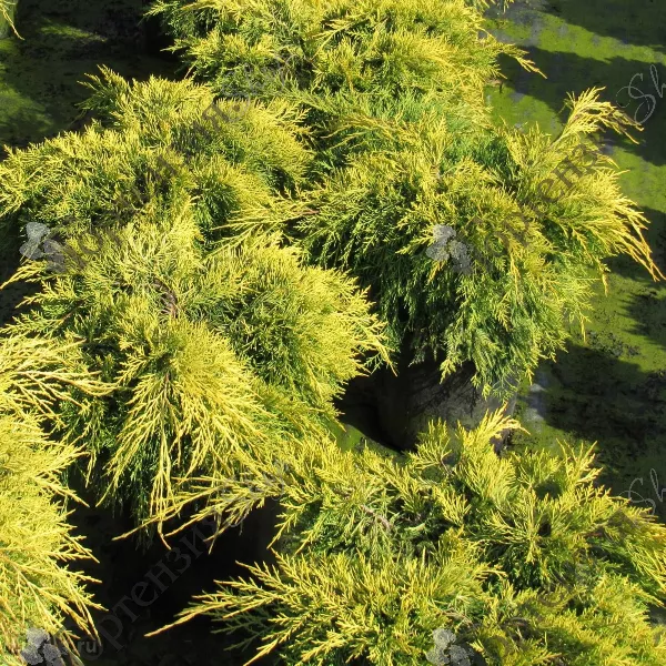 Можжевельник средний (Juniperus media)“King of Spring”