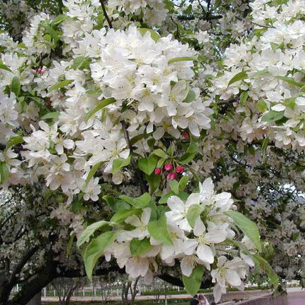 Яблоня декоративная «Zumi»