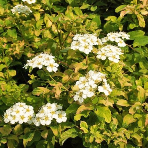 Спирея ниппонская (Spiraea nipponica) 'Gerlve`s Rainbow'