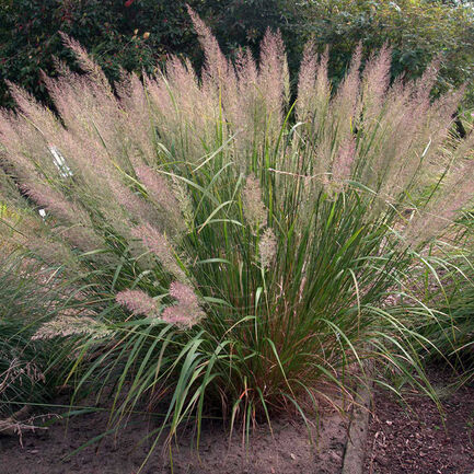 Вейник коротковолосистый (Brachytricha)
