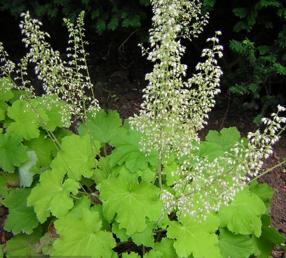 Гейхера (Heuchera) «Pistache»