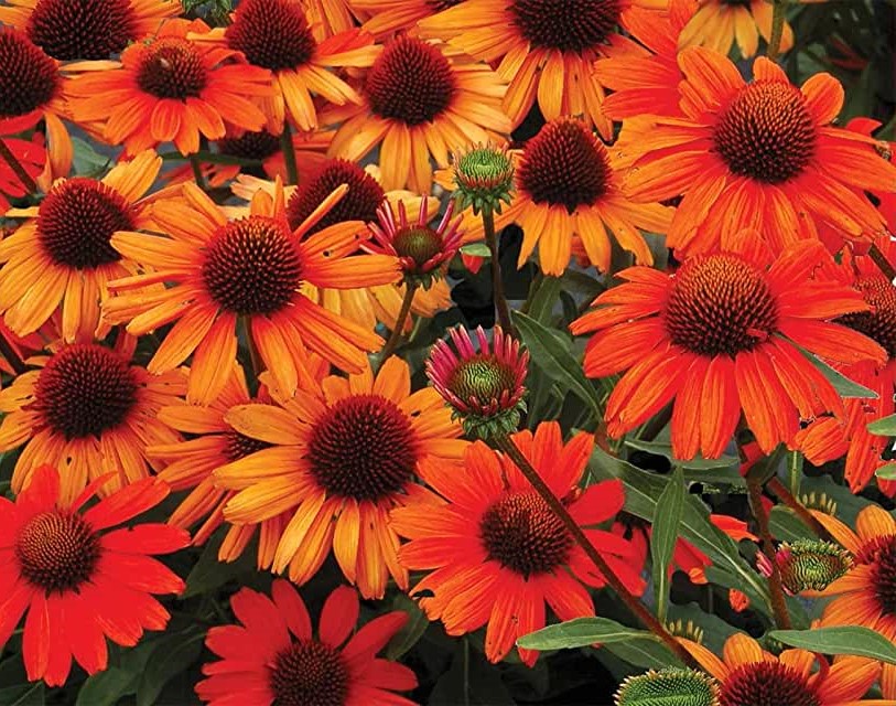 Эхинацея пурпурная         «Polly Nation Orange Red»