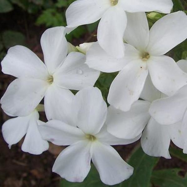 Царевна лебедь