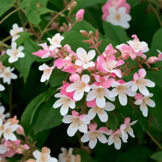 Кольквиция прелестная                         (Kolkwitzia amabilis) "Rosea"