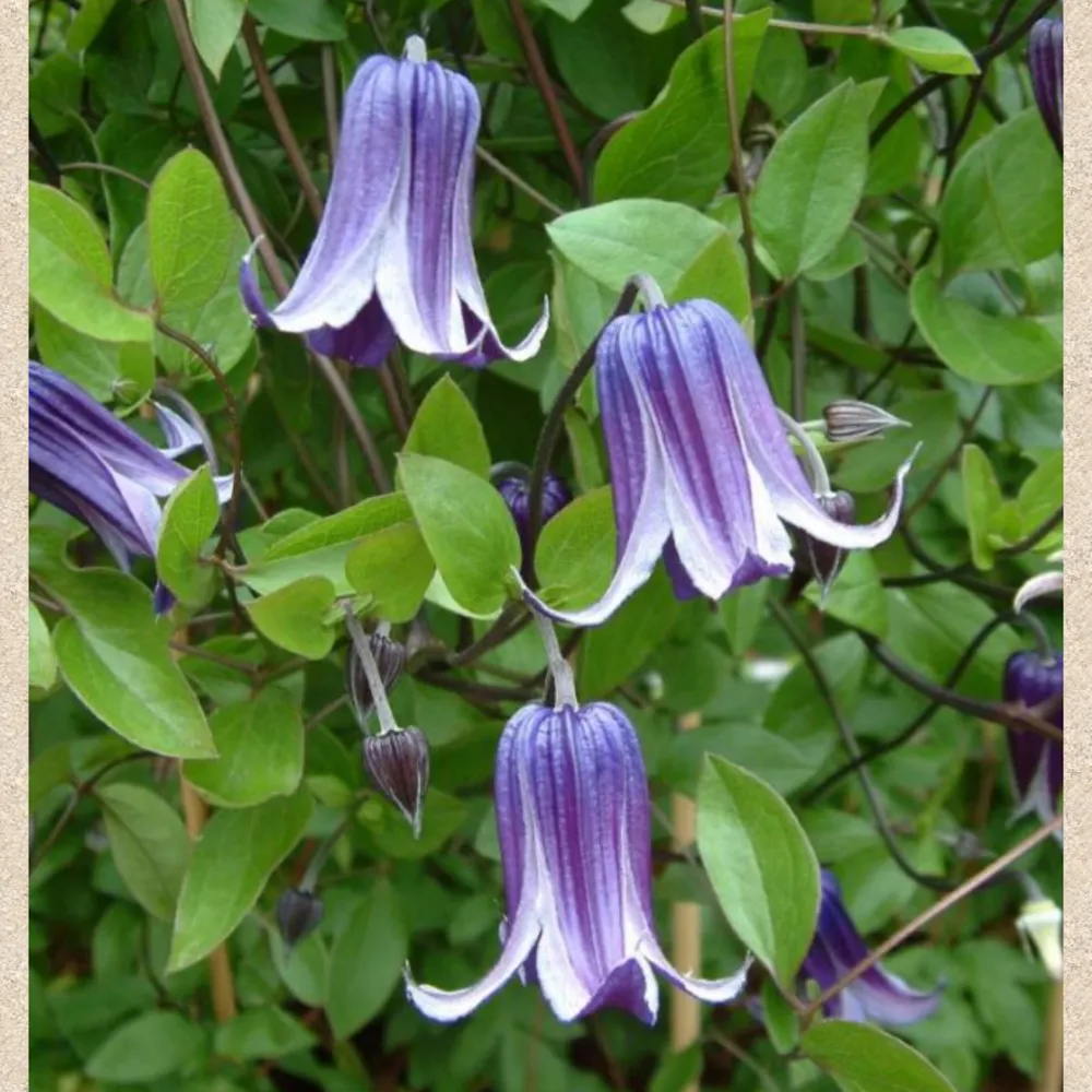 Diversifolia Rooguchi