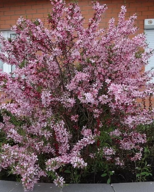 Черёмуха обыкновенная (Prunus padus) «Розовая мечта»